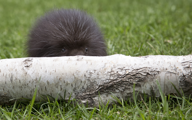 Imagen: Critterbiz / Shutterstock